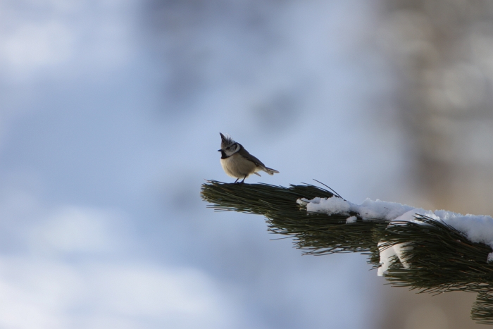 Oiseaux a Saas-Almagell - 011